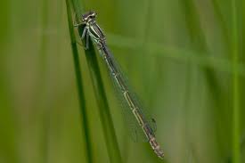 Attēlu rezultāti vaicājumam “Coenagrion hastulatum”