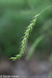 Attēlu rezultāti vaicājumam “Carex sylvatica fruit”