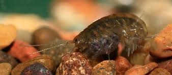 Attēlu rezultāti vaicājumam “Amphipoda”