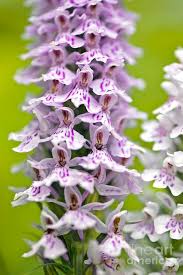Attēlu rezultāti vaicājumam “Dactylorhiza fuchsii flower”