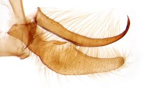 Attēlu rezultāti vaicājumam “Crambus hamella”