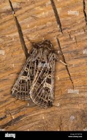 Attēlu rezultāti vaicājumam “Tholera decimalis male”