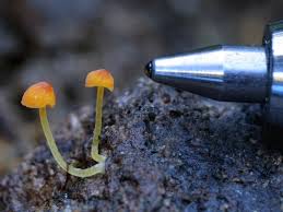 Attēlu rezultāti vaicājumam “Mycena acicula”