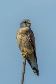 Attēlu rezultāti vaicājumam “Falco tinnunculus adult”