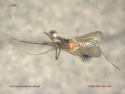 Attēlu rezultāti vaicājumam “Culex pipiens female”