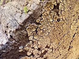 Attēlu rezultāti vaicājumam “Xylobolus frustulatus”