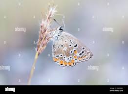 Attēlu rezultāti vaicājumam “Polyommatinae”