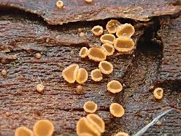 Attēlu rezultāti vaicājumam “Ascomycota”