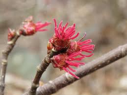 Attēlu rezultāti vaicājumam “Acer saccharinum flower”