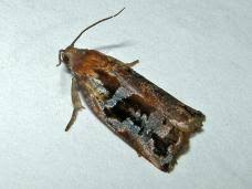 Attēlu rezultāti vaicājumam “Archips podana female”