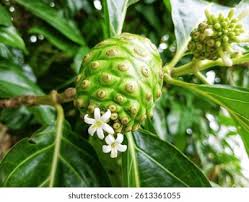 Attēlu rezultāti vaicājumam “Rubiaceae”