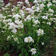 Image result for Lychnis chalcedonica `Dusky Salmon`