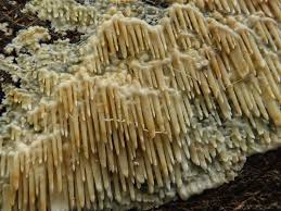 Attēlu rezultāti vaicājumam “Radulomyces confluens”