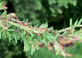 Attēlu rezultāti vaicājumam “Trichia ambigua stalked”