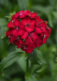 Image result for Dianthus barbatus