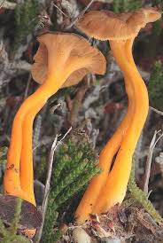 Attēlu rezultāti vaicājumam “Exobasidium cassandrae”