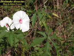 Attēlu rezultāti vaicājumam “Diderma simplex macro”