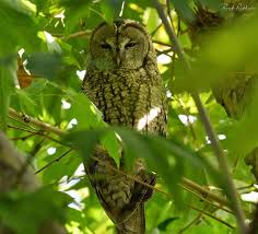 Attēlu rezultāti vaicājumam “Strix aluco juvenile”