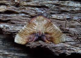 Attēlu rezultāti vaicājumam “Plagodis dolabraria”