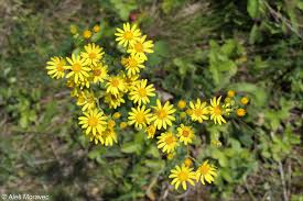 Attēlu rezultāti vaicājumam “Jacobaea vulgaris”