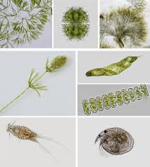 Attēlu rezultāti vaicājumam “Chaetophora pisiformis”