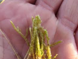 Attēlu rezultāti vaicājumam “Brachythecium albicans”