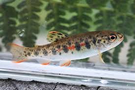 Image result for Oncorhynchus clarkii