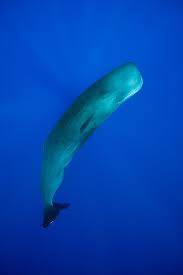 Image result for Physeter macrocephalus