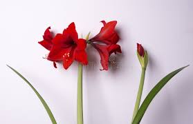 Attēlu rezultāti vaicājumam “Amarillidaceae”