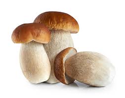 Attēlu rezultāti vaicājumam “Boletus edulis”
