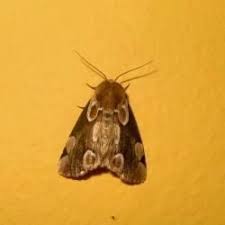 Attēlu rezultāti vaicājumam “Thyatira batis imago”