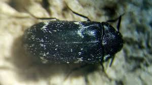 Attēlu rezultāti vaicājumam “Megatoma undata”