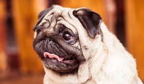 Afbeeldingsresultaat voor honden