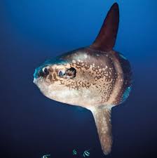 Image result for Mola mola