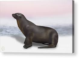 Image result for Zalophus californianus