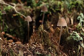 Attēlu rezultāti vaicājumam “Mycena abramsii”