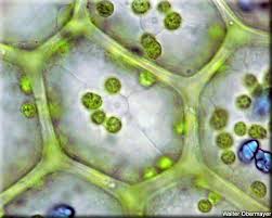 Attēlu rezultāti vaicājumam “Calypogeia azurea macro”