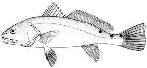 Image result for Sciaenops ocellatus
