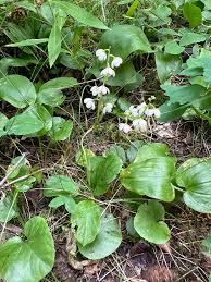 Attēlu rezultāti vaicājumam “Pyrola rotundifolia leaf”
