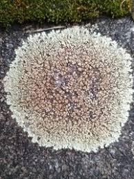 Attēlu rezultāti vaicājumam “Lecanora muralis”