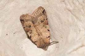 Attēlu rezultāti vaicājumam “Agrochola litura imago”