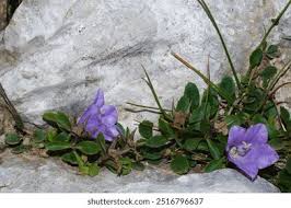Image result for Campanula strigosa
