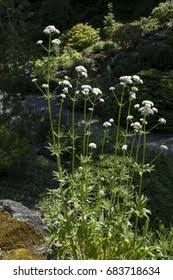 Image result for Baldrian