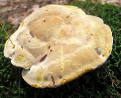 Attēlu rezultāti vaicājumam “Onnia triquetra”