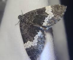 Attēlu rezultāti vaicājumam “Spargania luctuata”