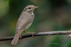 Image result for Phylloscopus schwarzi