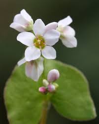 Attēlu rezultāti vaicājumam “Fagopyrum esculentum flower”