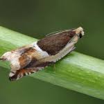 Attēlu rezultāti vaicājumam “Ancylis badiana”