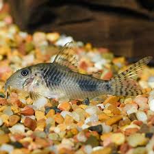 Image result for fish corydoras