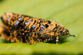 Attēlu rezultāti vaicājumam “Celypha siderana”